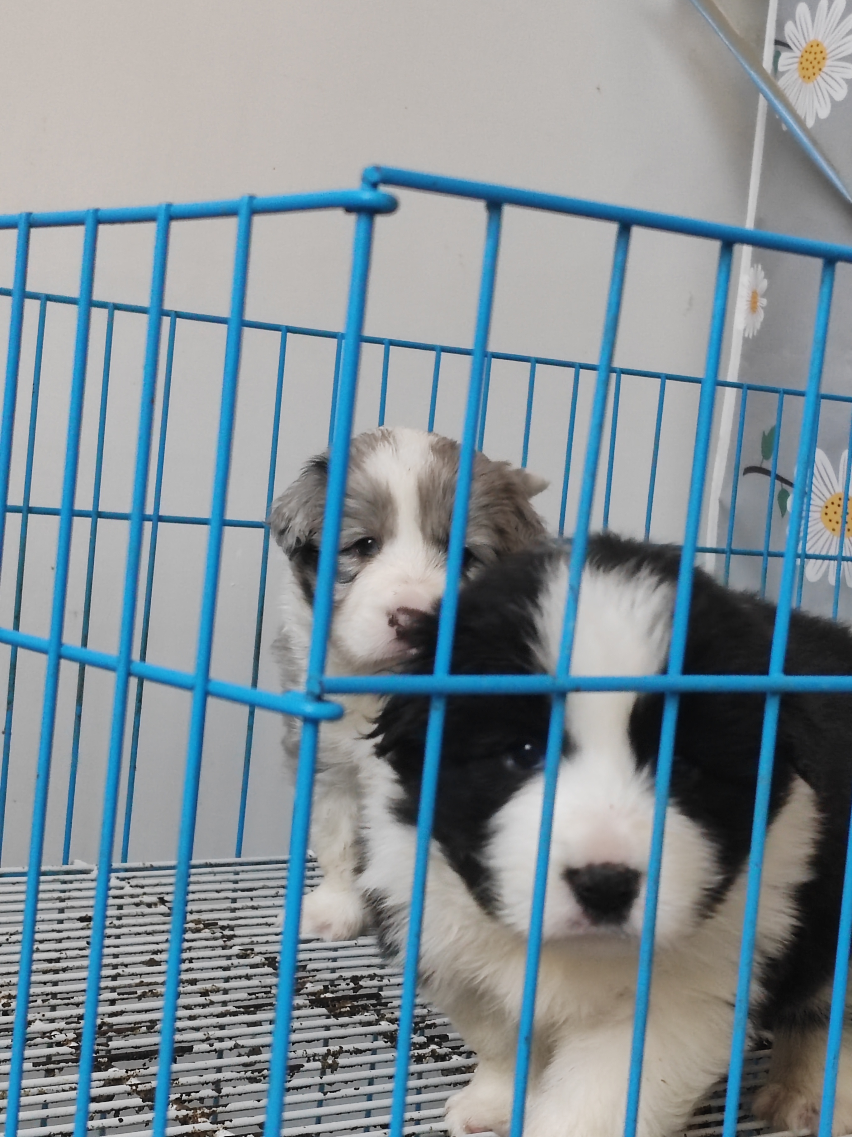 边牧 黑白边牧 陨石边牧双血统大体边牧宝宝